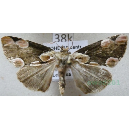 Thyatira batis (Linnaeus, 1758) Plamówka malinówka Czech38k